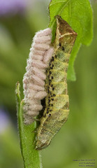 Condica albigera