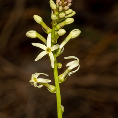 Stackhousia