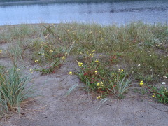 Oenothera oakesiana