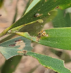 Theridion pyramidale