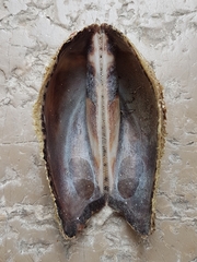 Arca noae
