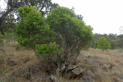 Senecio barbertonicus