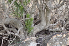 Senecio barbertonicus