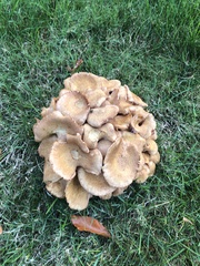 Desarmillaria caespitosa