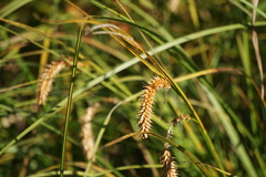 Carex rostrata