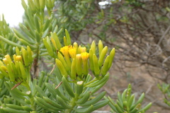 Senecio barbertonicus