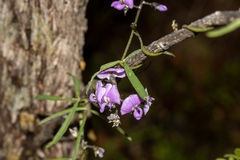 Glycine rubiginosa