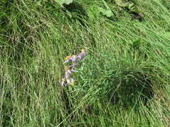 Galatella dahurica