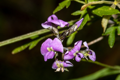 Glycine rubiginosa