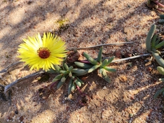 Ruschieae