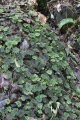 Dendrohypopterygium filiculiforme