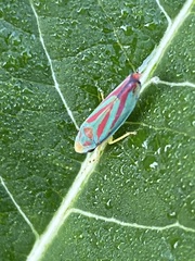 Graphocephala fennahi