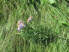 Galatella dahurica