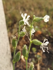 Silene dichotoma