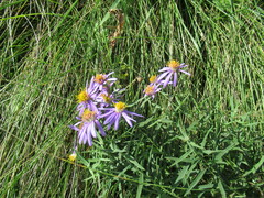 Galatella dahurica