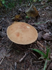 Hemileccinum