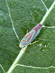 Graphocephala fennahi