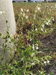 Silene dichotoma