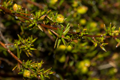 Hibbertia exutiacies