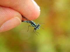 Coenagrion interrogatum