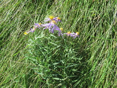 Galatella dahurica