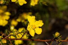 Hibbertia exutiacies