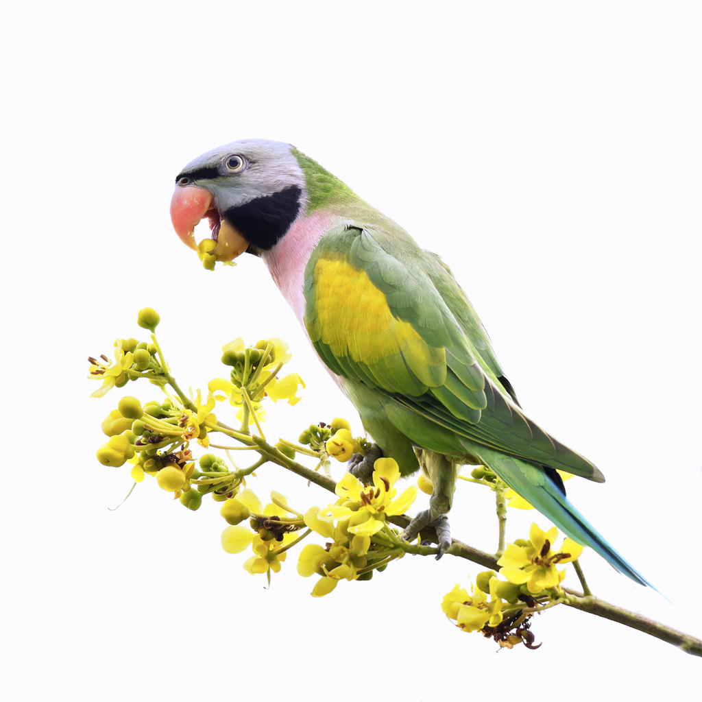 Red-breasted Parakeet (Psittacula alexandri) photo