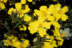 Hibbertia exutiacies