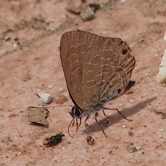 Anthene emolus