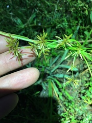 Cyperus haspan