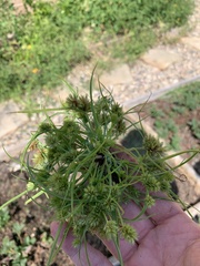 Cyperus squarrosus