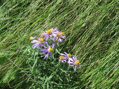 Galatella dahurica