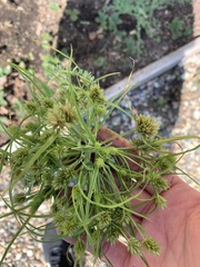 Cyperus squarrosus