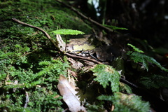 Dendrohypopterygium filiculiforme