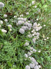 Agaricales