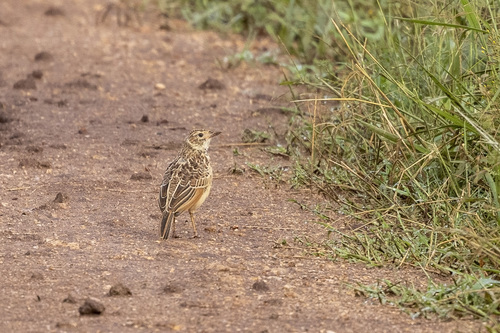 Kidepo Lark