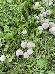 Agaricales