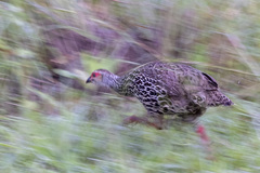 Pternistis clappertoni