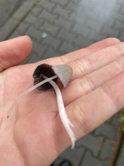 Agaricales