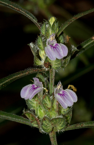 Meiosperma bracteatum image