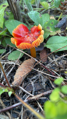 Hygrocybe