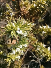 Muraltia ericifolia