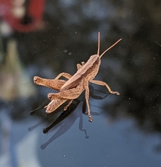 Dichromorpha viridis