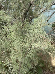 Tamarix