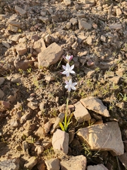 Hesperantha cucullata