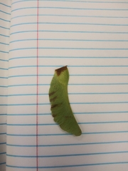Acer platanoides