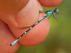 Coenagrion interrogatum