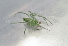 Araneus talipedatus