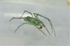 Araneus talipedatus