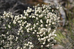 Cryptandra tomentosa